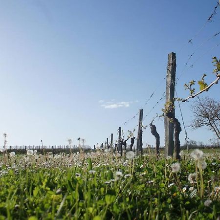 Entre Pierre Et Vigne - Charming Former Winery Farmhouse With Hot Tub & Swimming Pool 莫内斯捷 外观 照片