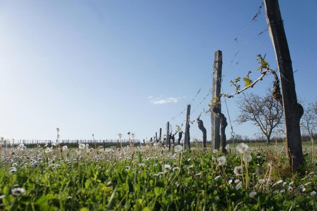 Entre Pierre Et Vigne - Charming Former Winery Farmhouse With Hot Tub & Swimming Pool 莫内斯捷 外观 照片